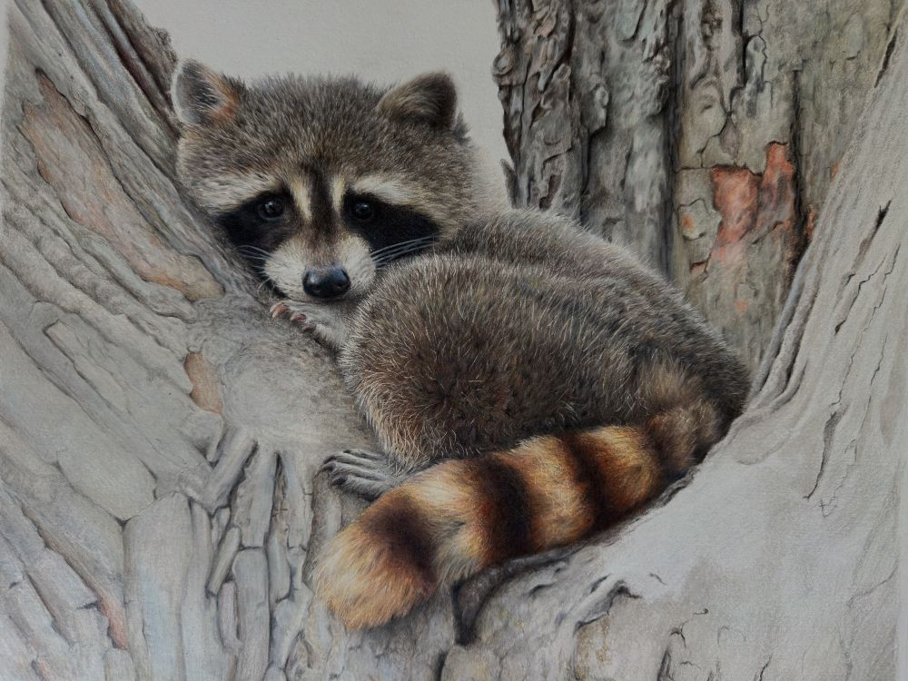 Unfinished colour pencil drawing of a raccoon curled up in the crook of a tree.