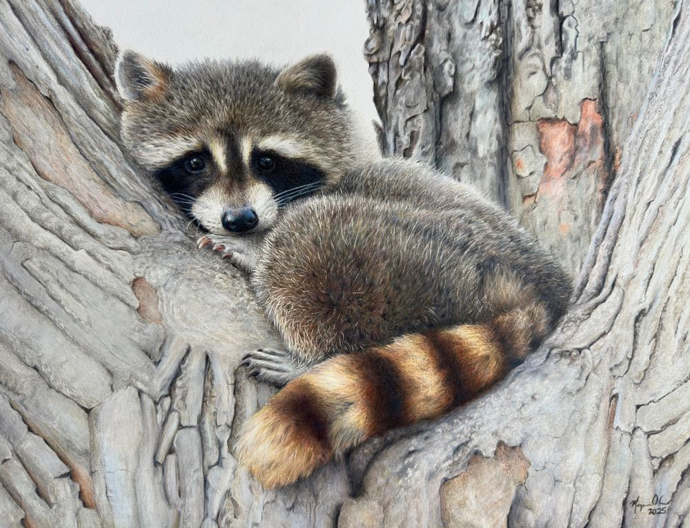 Coloured pencil drawing of a raccoon resting in the crook of a tree. 