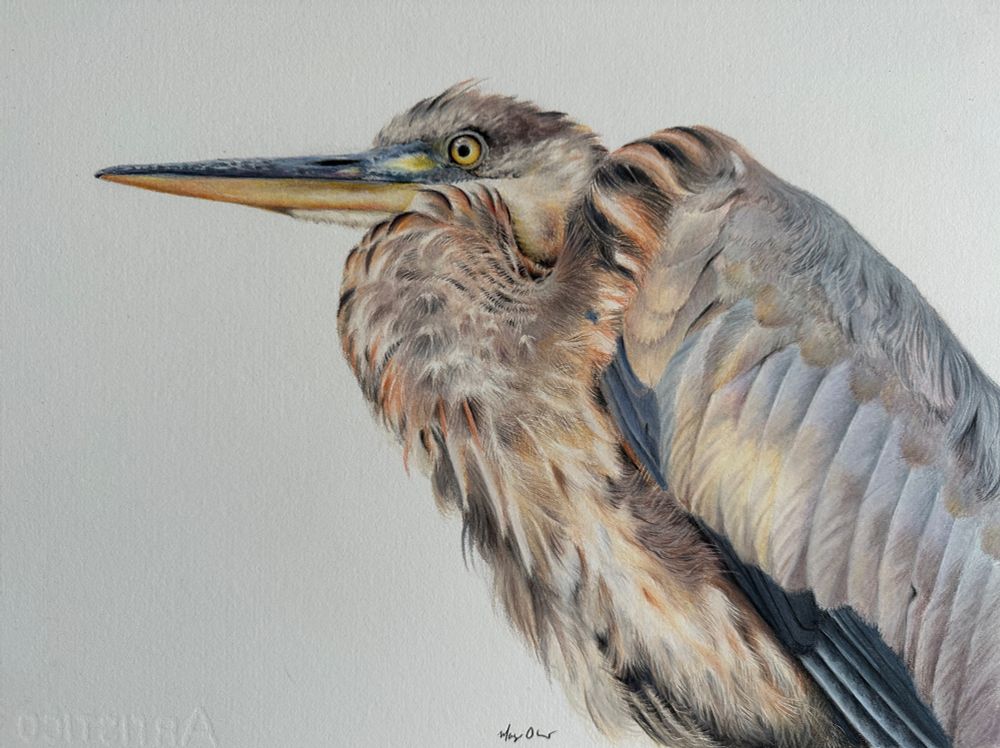Coloured pencil drawing of a large brown and grey bird with a long yellow and blue beak. 