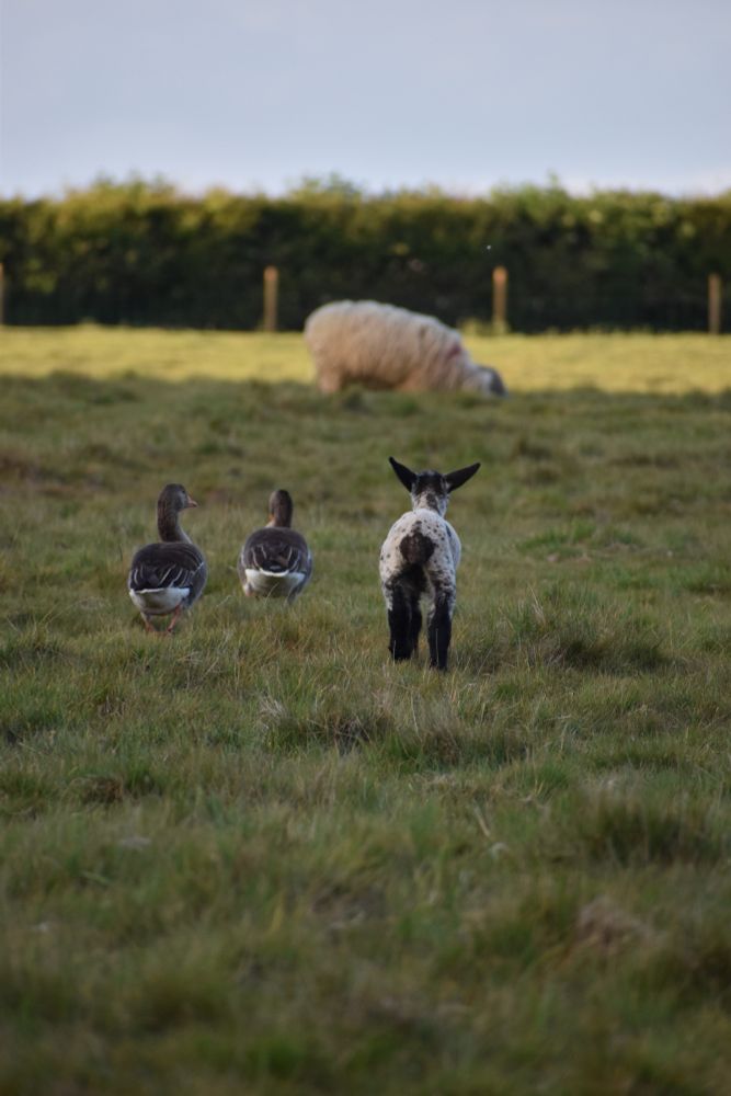 A lamb walking back to his mum accompanied by two Greylag geese