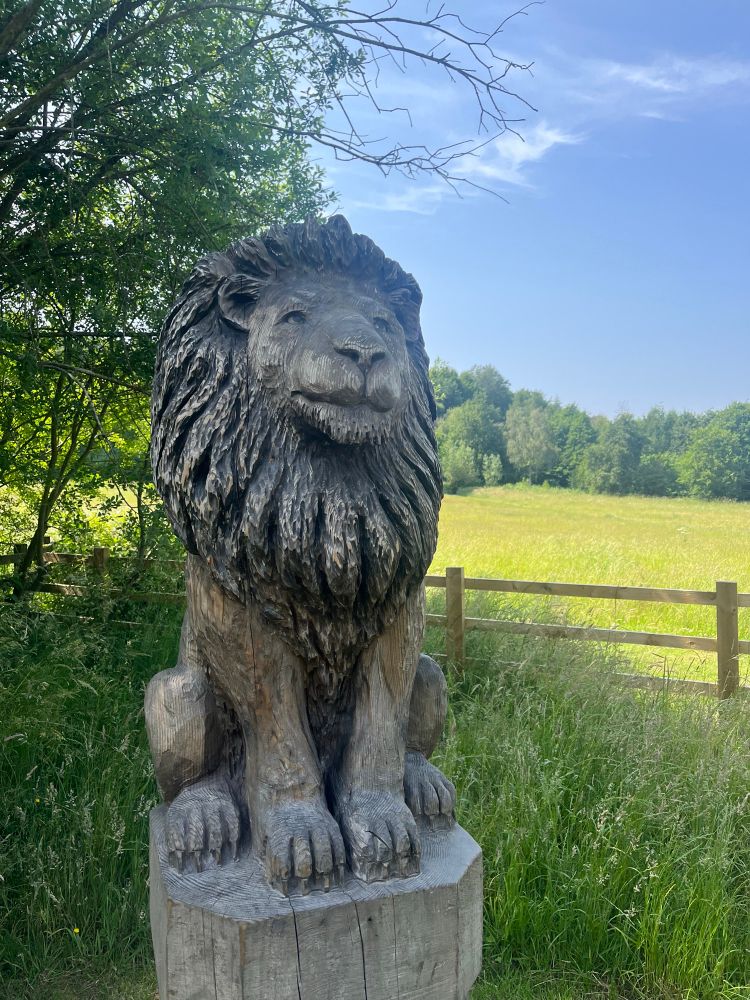 Wood carved male lion looking out over the Leicestershire countryside 