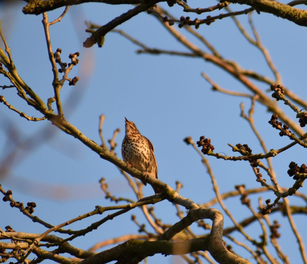 Song thrush sat at the top of a tree with its beak open singing