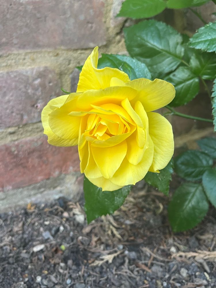 Yellow rose flower against a brick wall 