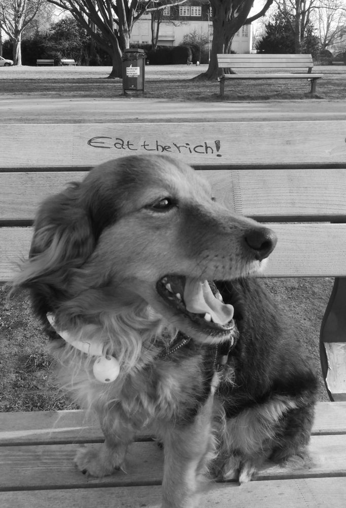 Auf einer Parkbank steht eat the rich! geschrieben, auf der Bank sitzt der kleine Hund mit offenem Maul, im Hintergrund ist ein Park, Grünfläche 