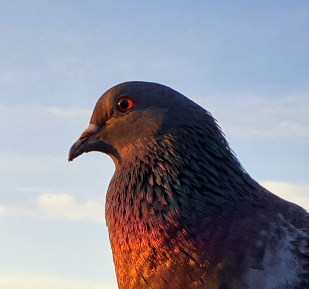 Der Hals einer Stadttaube schimmert in gold, violett und grü in der Abendsonne,  auch das zugewandte Auge glänzt bernsteinfarben.