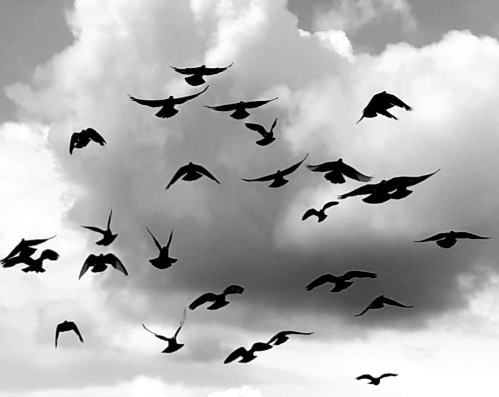 Viele nebeneinander fliegende Tauben von vorne vor einer grau weißen, großen Wolke