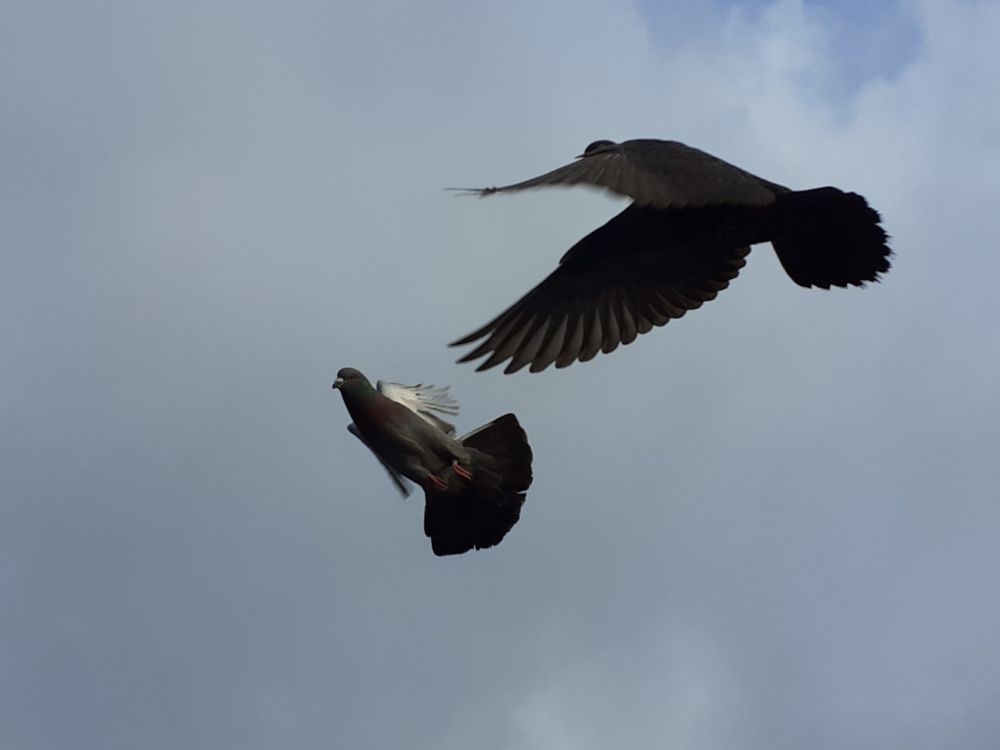 2 fliegende Tauben, die eine wie ein Pfeil nach oben, die andere gleitet 