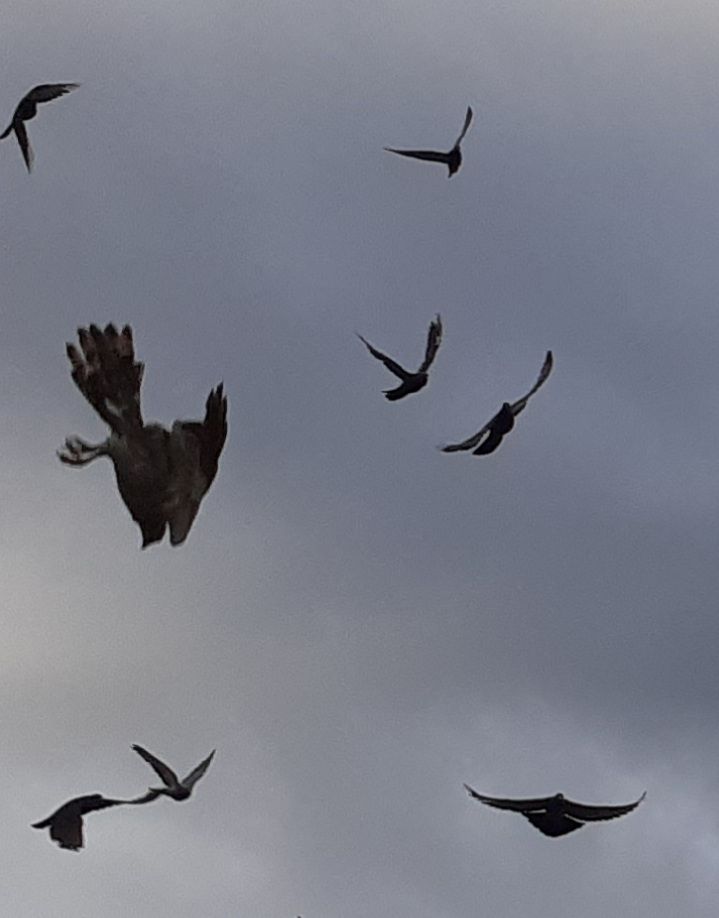Mehrere Tauben im Flug, dazwischen vermutlich ein Greifvogel im Sturzflug 