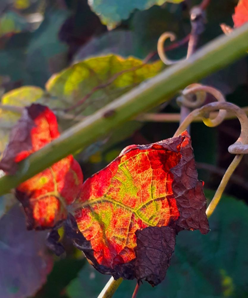 Leuchtend rot und gelb verfärbes Weinlaub mit deutlich sichtbaren grünen Blattadern, am Rand vertrocknet und weinrot, umgeben von Blättern in verschiedenen Grüntönen, schnörkelige Stängel 