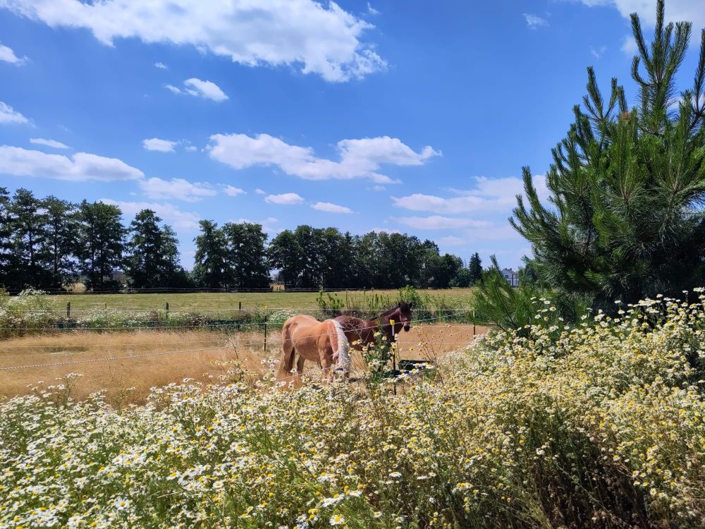 Blick auf eine Koppel mit 2 Ponies - eine Haflingerstute und eine braune mit schwarzer Mähne. Im Vordergrund eine Fülle wilder Blimen.