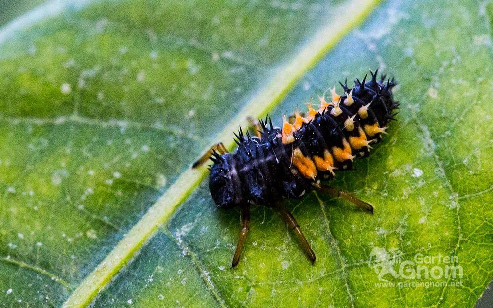 Marienkäferlarve, 
Bild von https://www.gartengnom.net/marienkaefer/