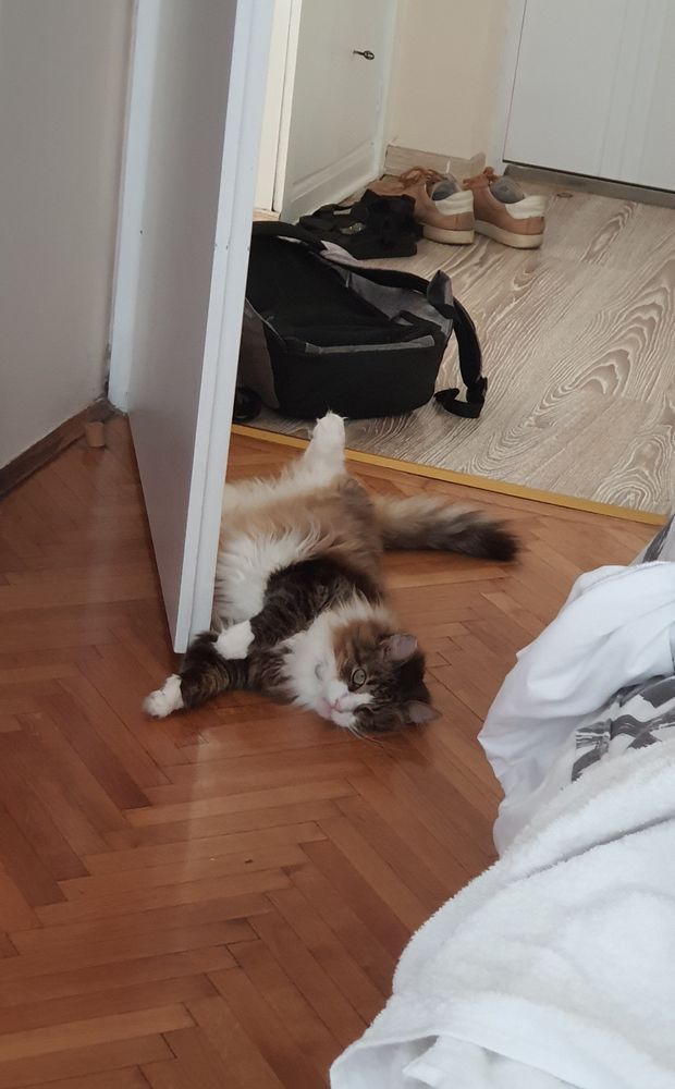 Cat lies in an awkward position