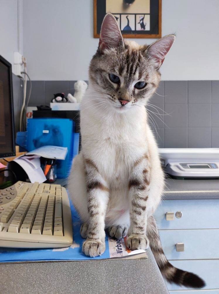 Chat blanc et gris ambiance siamois aux yeux bleus sur le bureau du vétérinaire.