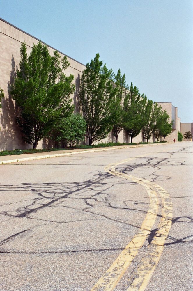 photograph of trees along a mall exterior with double yellow lines in the foreground
