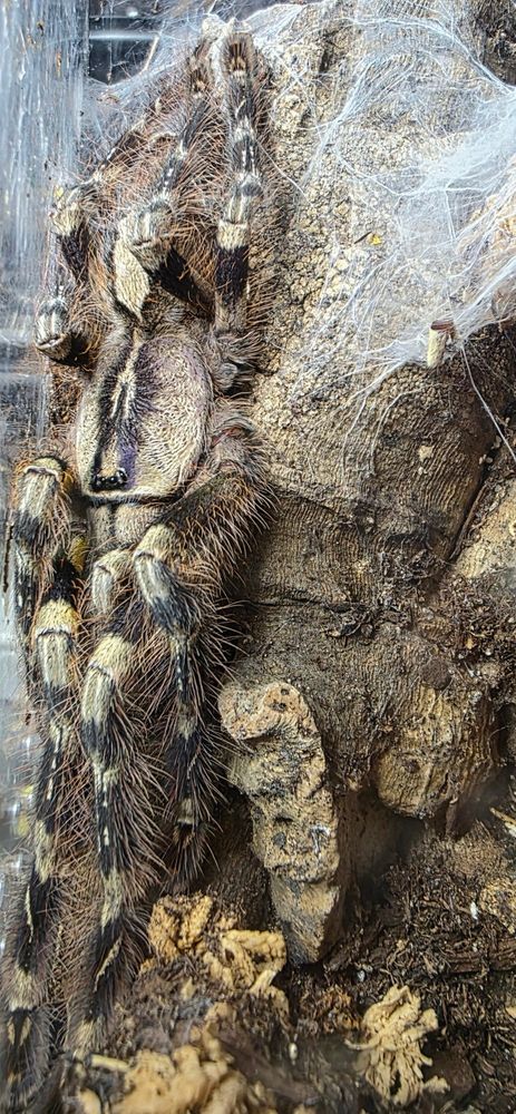 A tan brown and black tarantula stretched out on the side of a large piece of cork bark the exact same colors. The spider blends in well. 