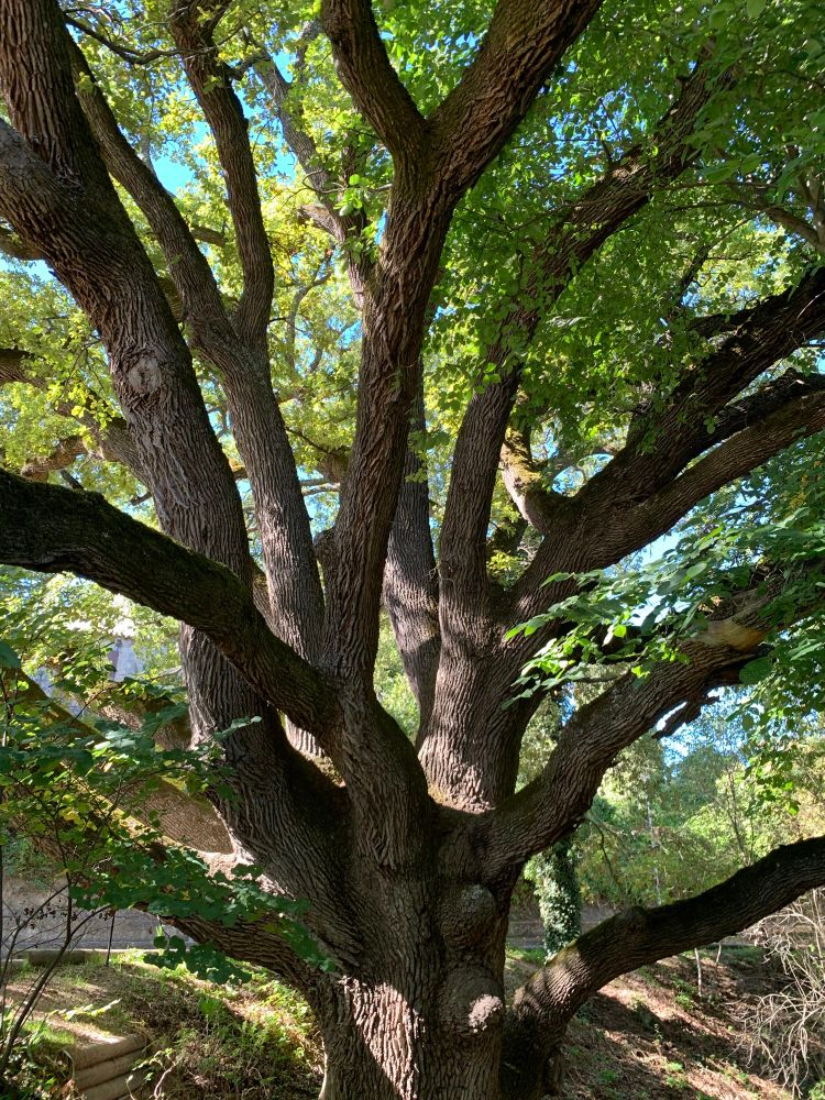 The Same tree seen from below.