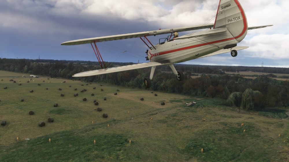 Mit der Boeing Stearman im MSFS 2024 über ein Feld, auf dem Feld laufen Kühe rum und es liegen Strohballen rum.