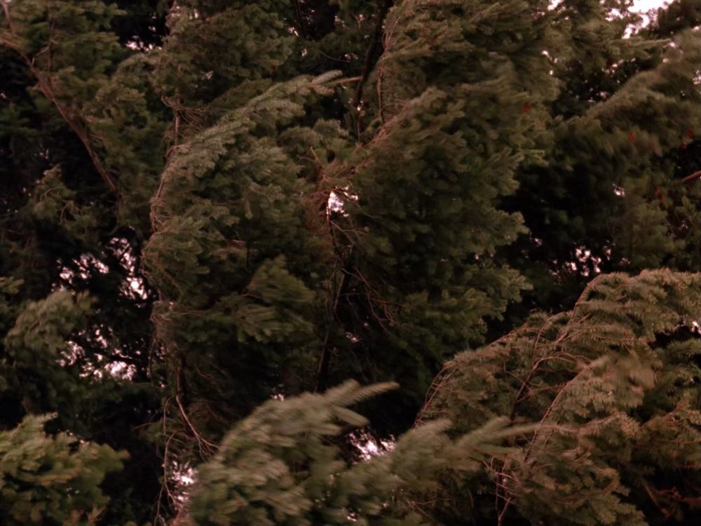 Douglas Firs rustling in the wind. Twin Peaks S01E04 - Rest in Pain.