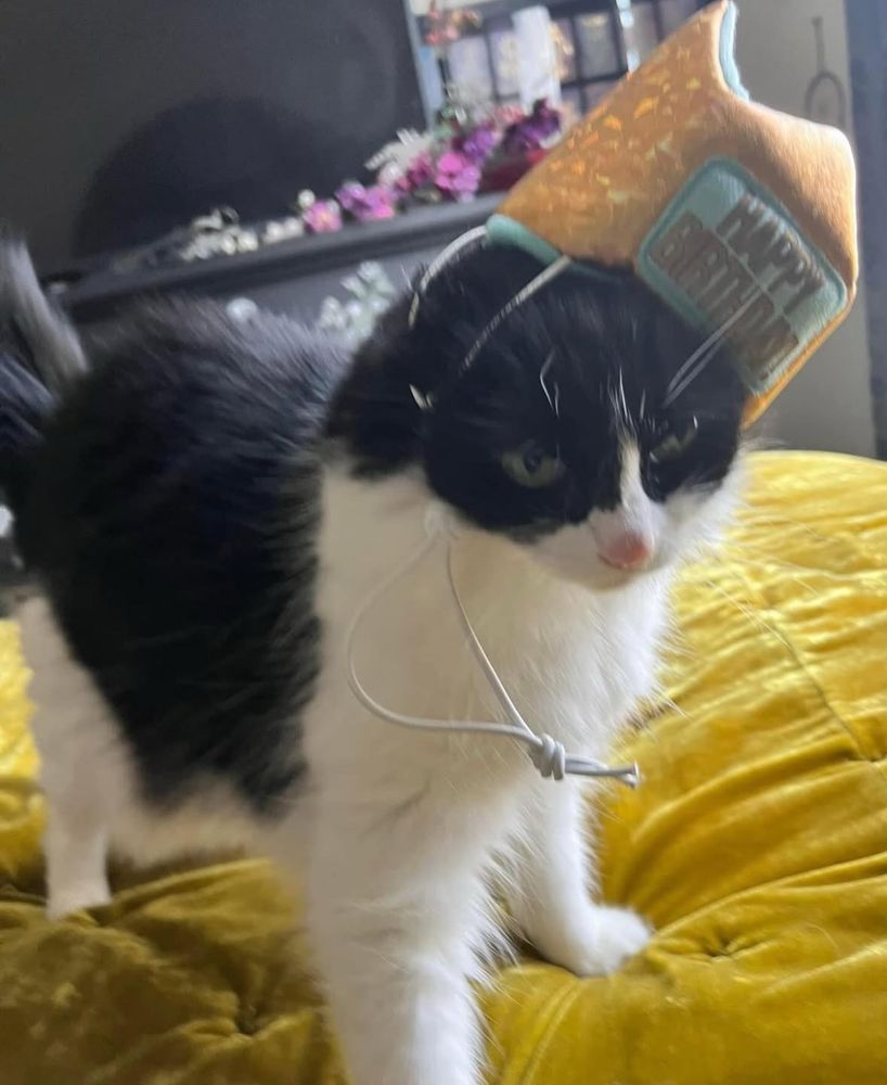 My cat looking perturbed by a birthday hat 