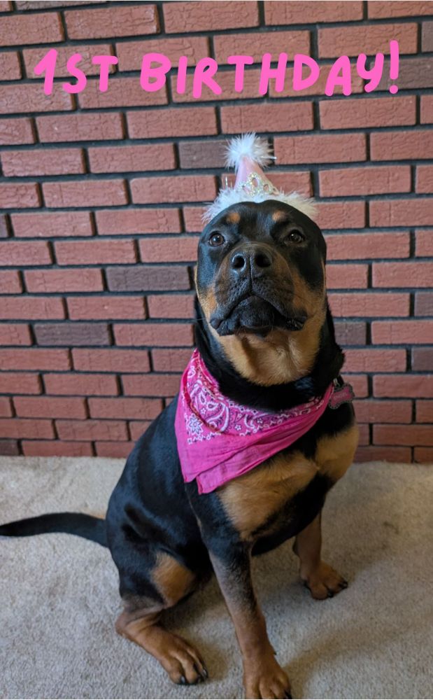 Rottweiler dog wearing a pink birthday hat and pink bandana. 1st birthday! Is written above 