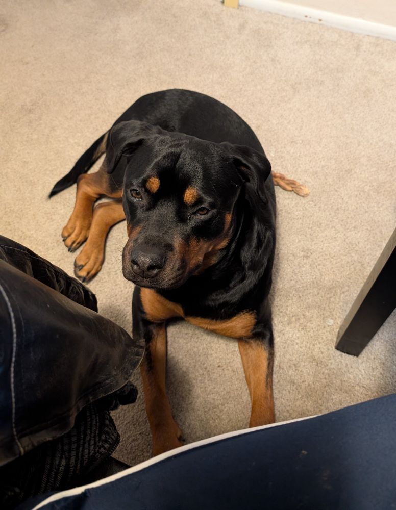 Rottweiler laying on the floor, waiting for her almond snack 