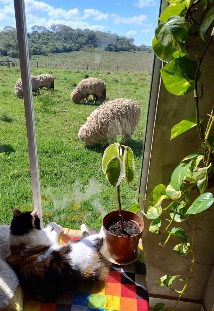 Uma gata tricolor, ao lado de uma planta, olha pela janela onde estão algumas ovelhas em um dia ensolarado.