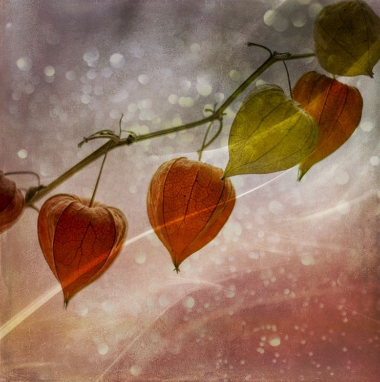 flower for you
#floral #photo #Foto #flower #digitalmanipulation