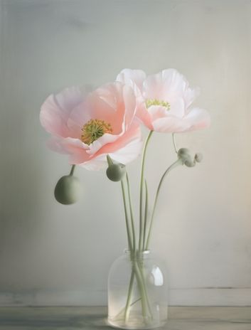 poppies for you
#floral #flower #poppy 