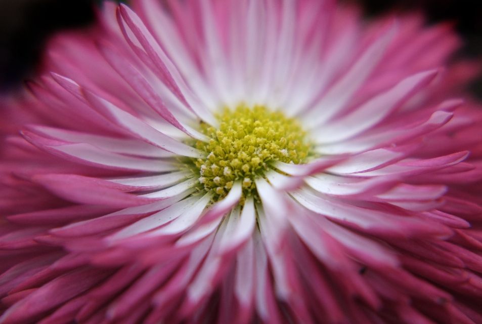 flowers on black #floral #flower #photo #nature