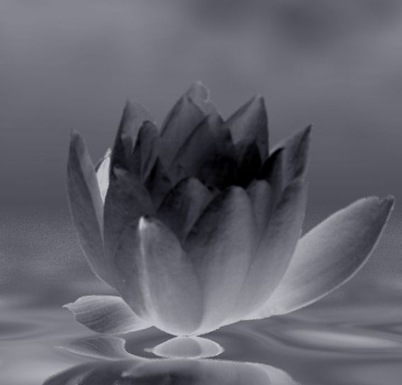 waterlily
#waterlily #black-and-white #photo #nature