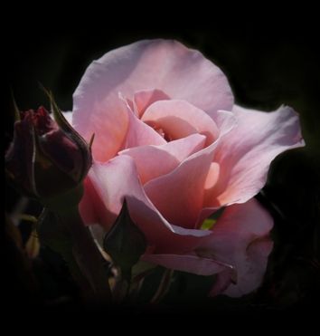 ... and a real rose
#floral #flower #deco #rose #photo #Foto