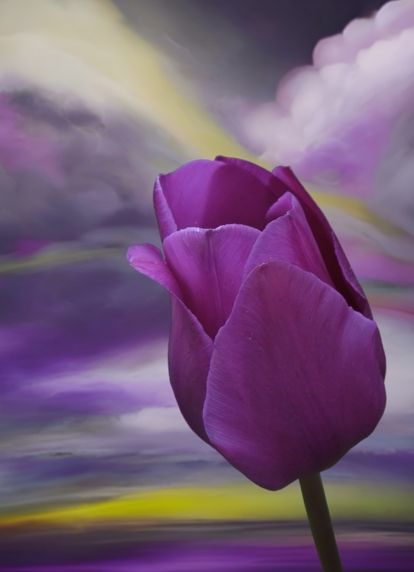 a tulip for you
#floral #texture #flower #tulip #digiart