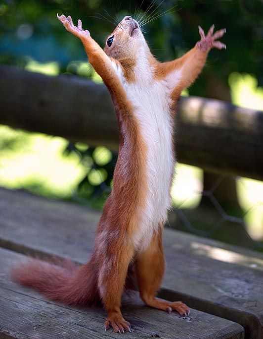 squirrel with arms lifted to the sky