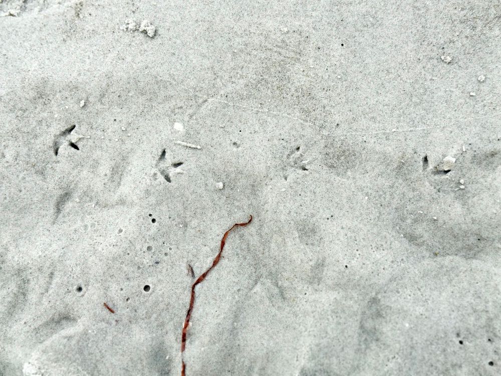 Spuren eines Sanderlings und kleine Luftblasen im hellgrauen Strandsand. Eine kleine rötliche Alge liegt im Bild. 