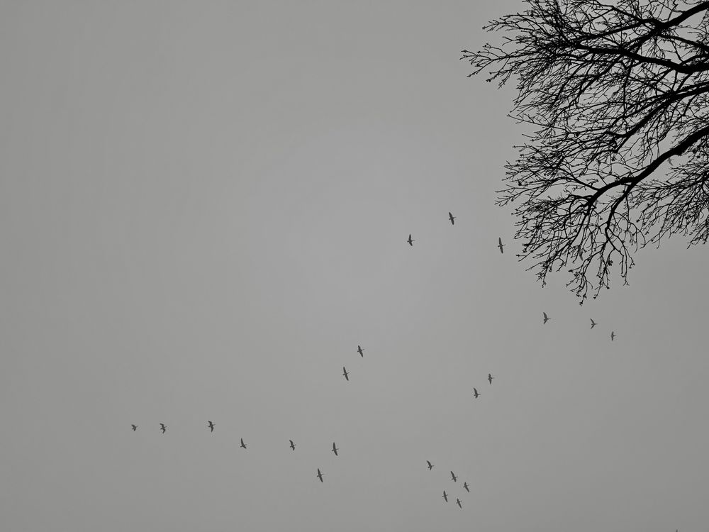 In leichtem Nebel und ver grauem Horizont nach Süden ziehende Wildgänse in Formation. Die Zweige eines sehr großen, fast kahlen Laubbaumes, ragen von oben rechts ins Bild. Es sieht ein bisschen so aus, als ob der Baum den Gänsen goodbye winkt. 