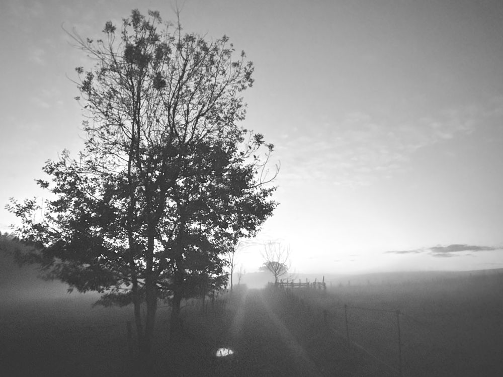 Aufziehender Nebel über Wiesen und einem kleinen Feldweg am Ende des Tages. Auf dem kleinen Weg, der links und rechts von einem alten Holzzaun gesäumt wird, ist eine kleine Pfütze zu sehen, in der sich die langsam kahl werdenden Äste neben dem Zaun stehender kleiner Laubbäume spiegeln. Der Himmel ist bewölkt mit feinen Wolkenformationen. Schwarz-weiß Aufnahme.