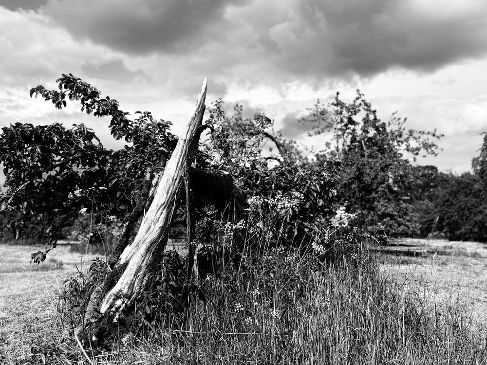 Abgeernteter kleiner Apfelbaum, der seine besten Tage bereits hinter sich hat. Der Stamm ragt wie eine kleine Rakete Richtung Himmel, an ihm befinden sich noch einige schwere Äste mit Blättern auf dem Boden. Er ist von längeren Gräsern eingewachsen. Am Himmel ziehen tief dichte Wolken. Schwarz-weiß-Aufnahme.
