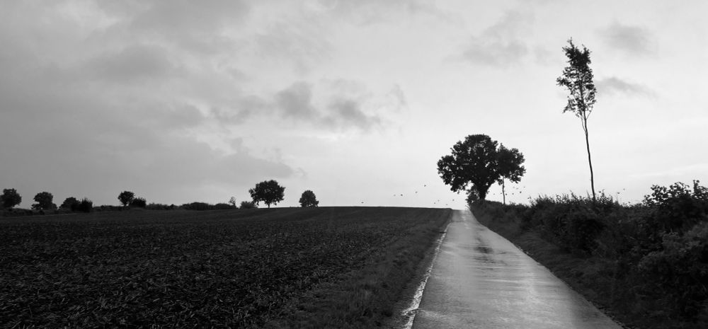 Ein stoppeliger Acker links neben einer kleinen, nassgeregneten Straße, die einen kleinen Hügel aufwärts führt. Ganz oben steht rechts ein einzelner Laubbaum, an dem ein Schwarm Vögel, nur schemenhaft zu erkennen, vorbei fliegt. Weiter vorn steht auf der rechten Seite der Straße zwischen Sträuchern und Gras ein hoher, schmaler Laubbaum. Auf der Linie zwischen Ackerkante und Horizont stehen links einzelne Laubbäume aufgereiht. Der Himmel ist grau und bewölkt. Schwarz-weiß Aufnahme.