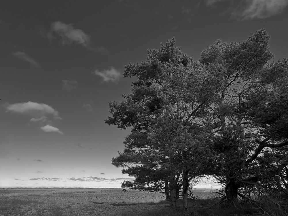 Zwei große Kiefern stehen einer großen Fläche mit Gräsern, Flechten und Schilf. In der Ferne ist Wasser zu erkennen. Am Himmel ziehen einige kleine tiefhängende Wolken. Schwarz-weiß-Aufnahme. 