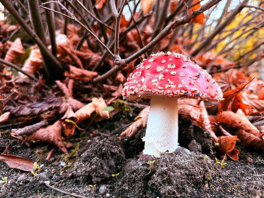 Kleiner knallroter Fliegenpilz hat sich seinen Weg durch dunkle Erde neben einem Baum gebahnt. Um ihn herum liegen braunrote Blätter. Kleine grüne Pflänzchen sprießen neben ihm. Im Hintergrund sind die dunkelbraun Äste eines Baumes zu erkennen.