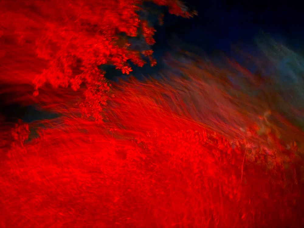 Vorüberziehende, verschwommene und bewegte Landschaft, Bäume und Sträucher, angestrahlt vom roten Bremslicht eines Wagens. Im Hintergrund dunkelblauer Nachthimmel. Kein Filter.