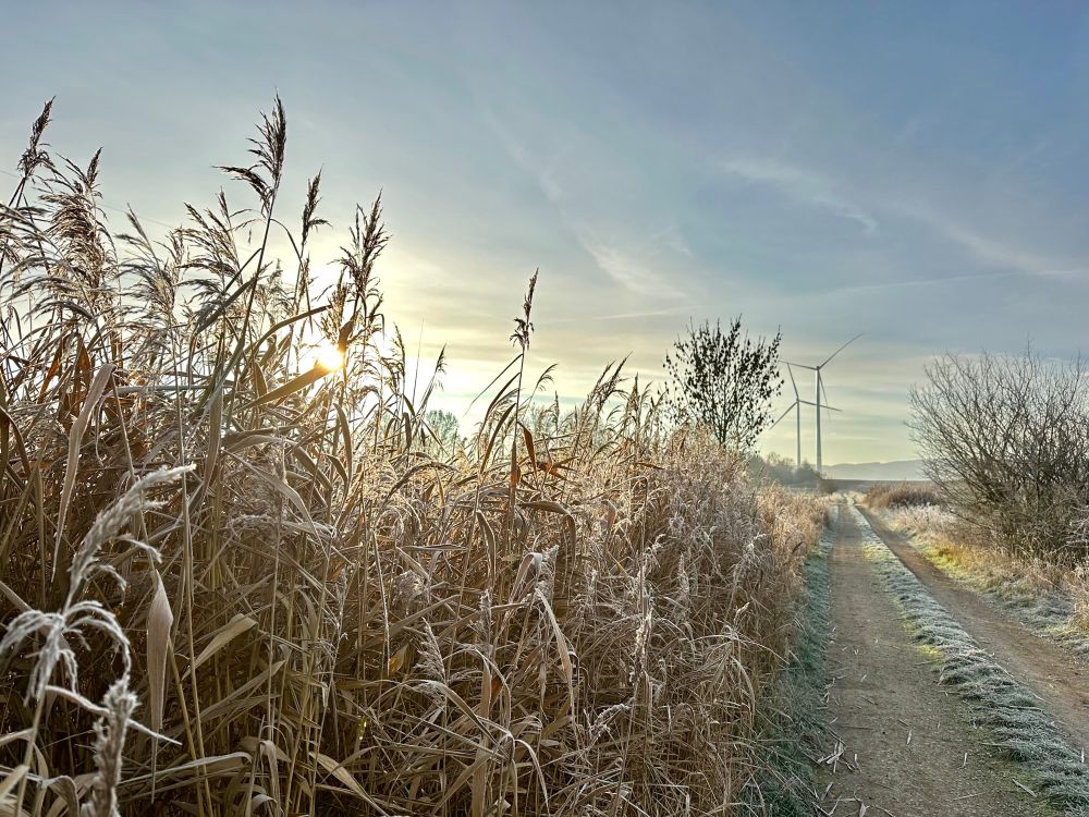 Milchiges Winterlicht bescheint den Weg