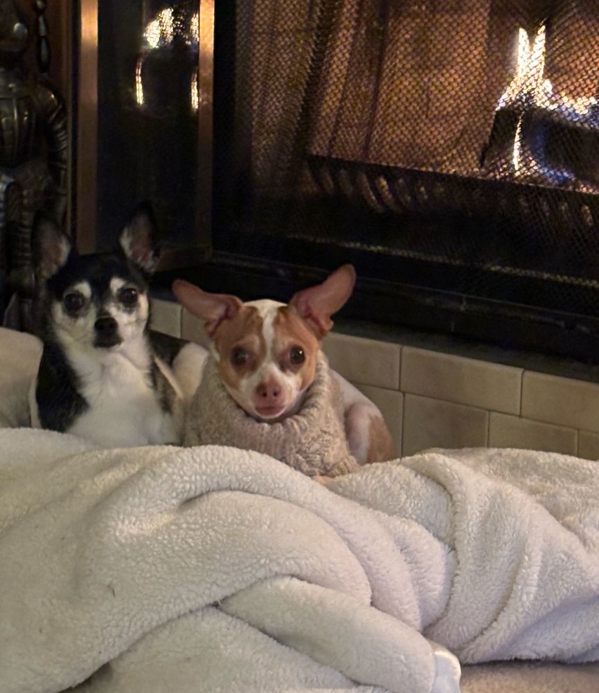 Two chihuahuas wearing sweaters lying in front of a fireplace