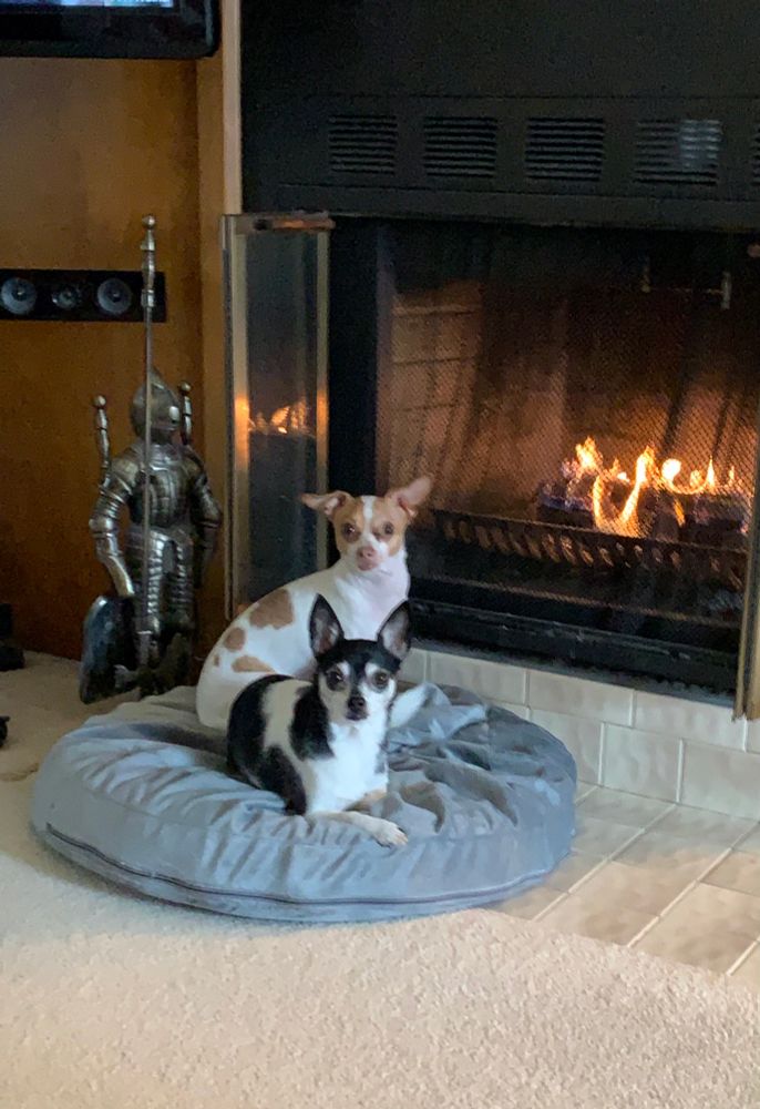 Two chihuahuas lying on a pillow in front of a fireplace.