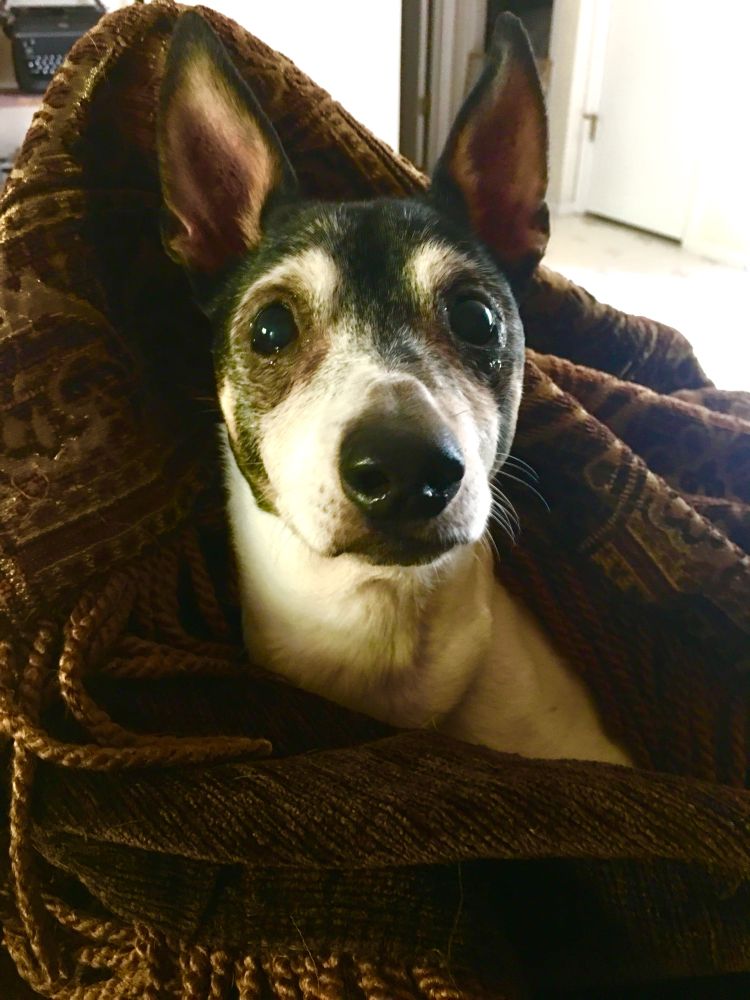 A senior dog in a blanket