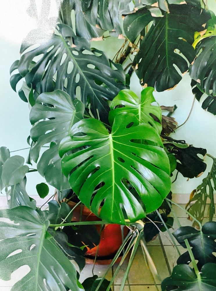 Große Monstera-Pflanze 