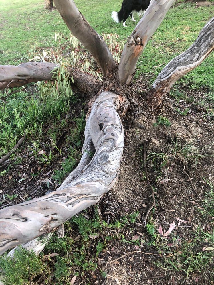 A low tree branch with a face on it. 
