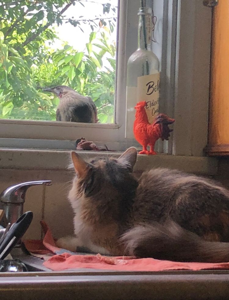 A cat on a windowsill watches a wattlebird outside the window. 