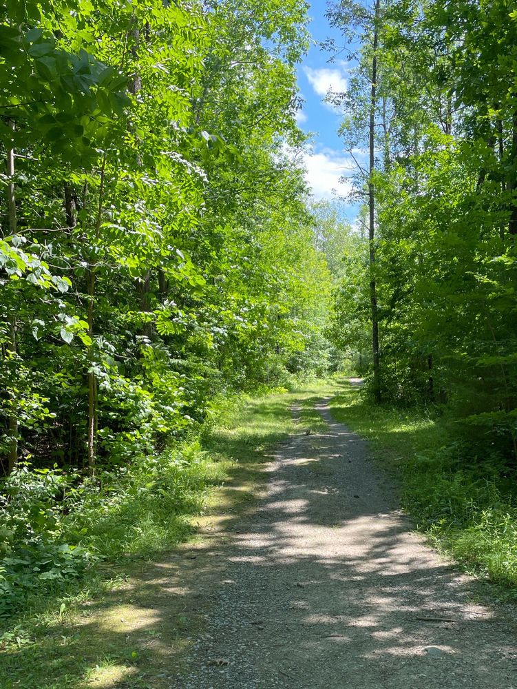 A photo of a gravel road through a green wood.