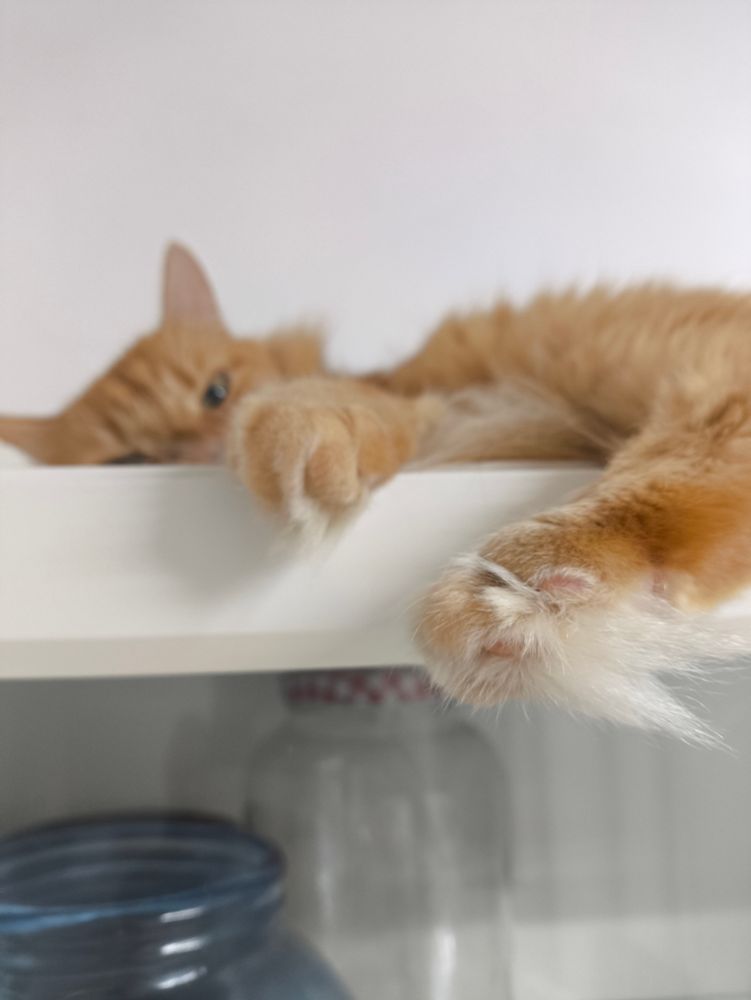 Рыжий пушистый кот лежит на шкафу, свесив с него мохнатые лапы. 